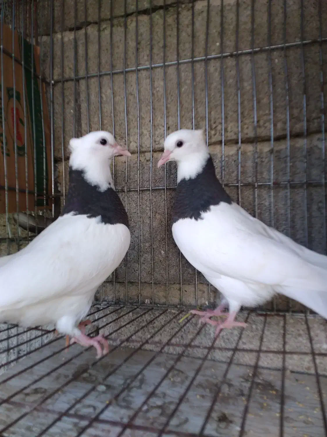 جفت کبوتر طوقی برای فروشی|پرنده|بابل, |دیوار