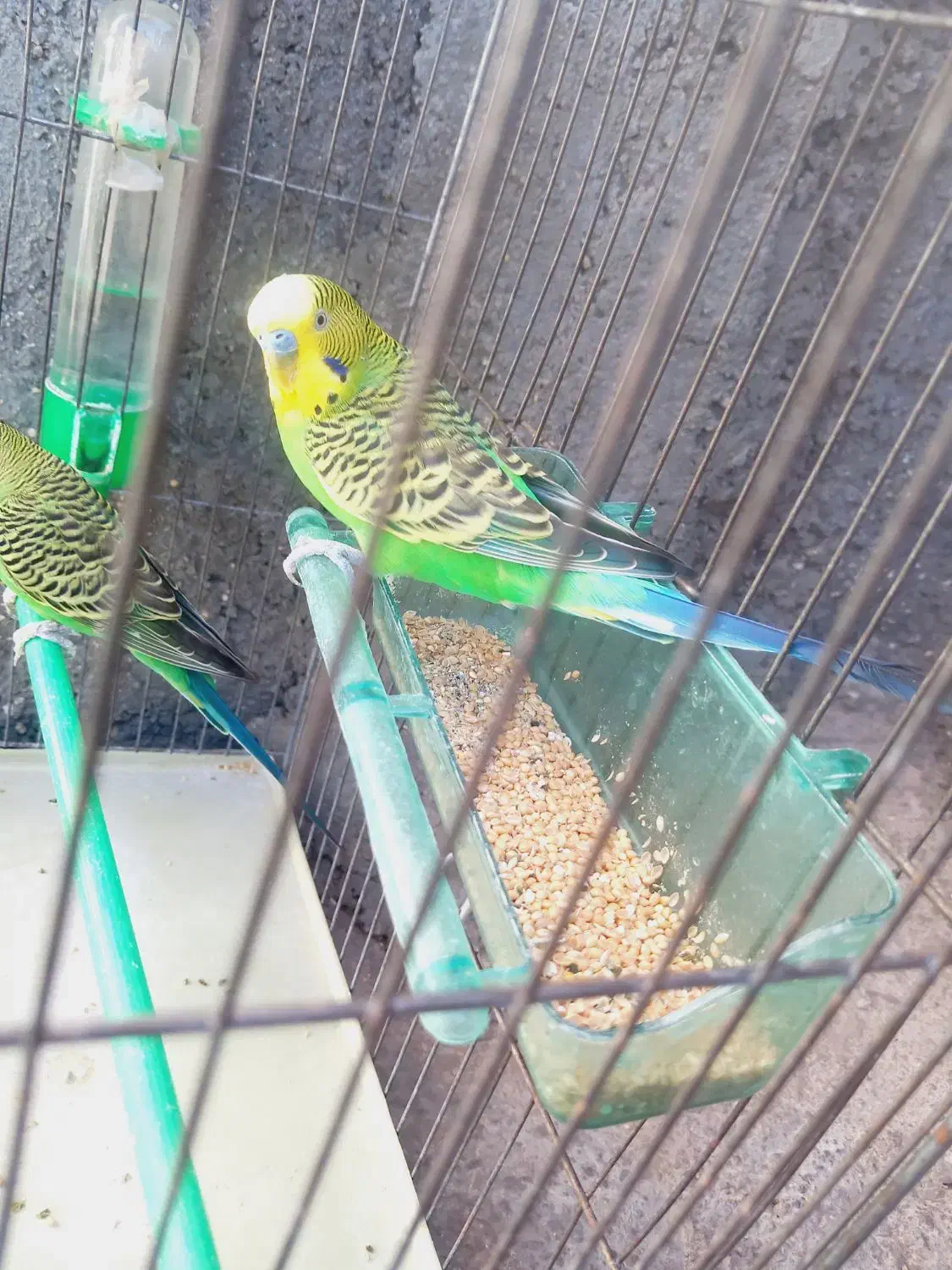 مرغ عشق|پرنده|گوآور, |دیوار