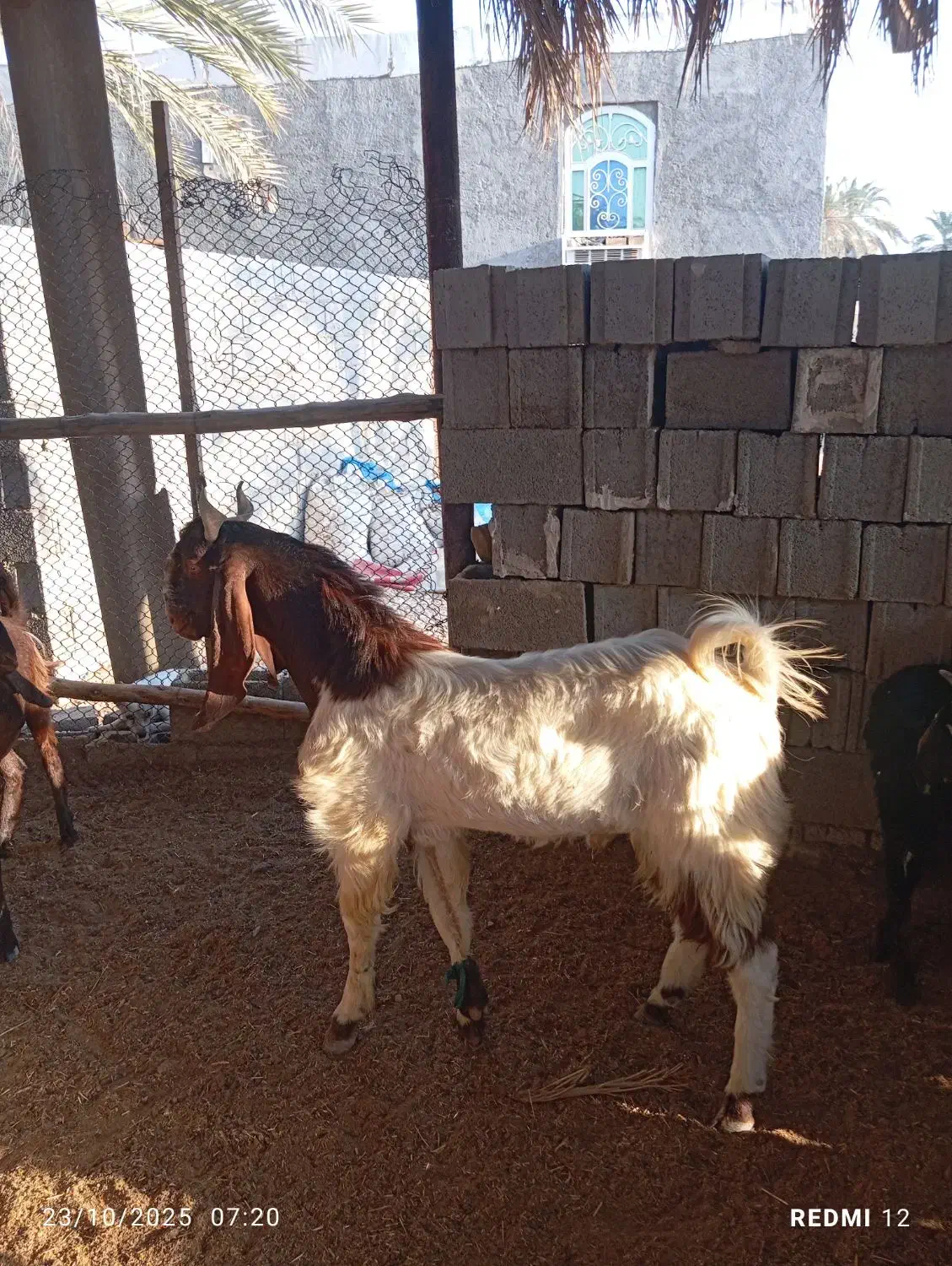 کهره پازن پاکستانی نژاد ۳قلو|حیوانات مزرعه|شبانکاره, |دیوار