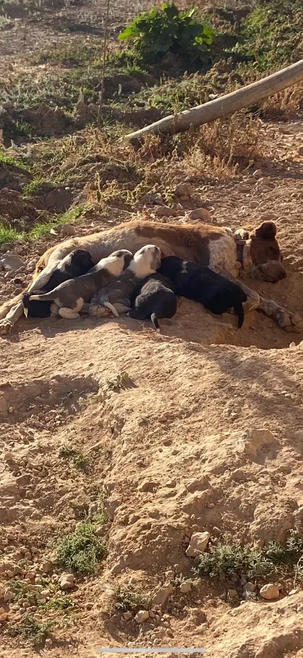 واگزاری سگ ماده|سگ|رودشت (اصفهان), |دیوار