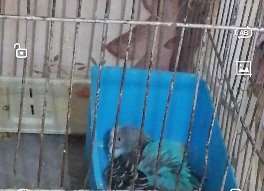 مرغ عشق آبی|پرنده|ری, علایین|دیوار