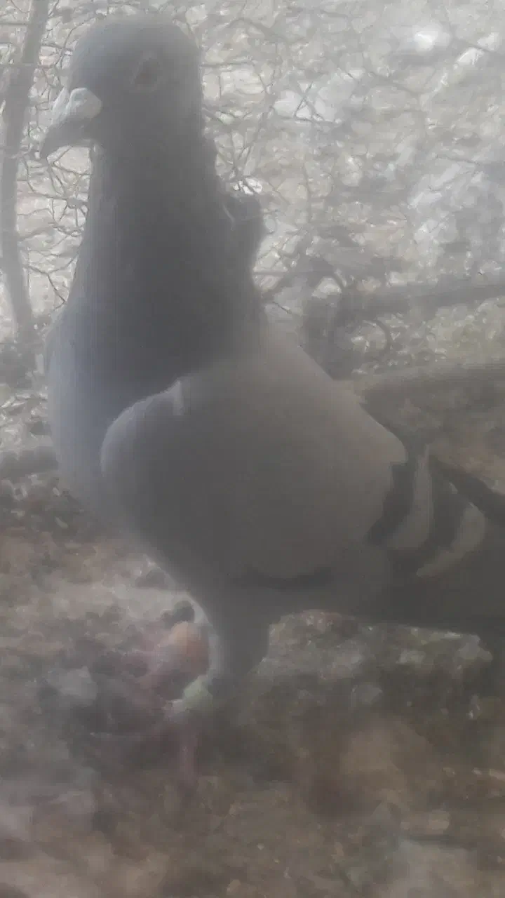 کبوتر پلاکی عکس نمایشی است|پرنده|پاسارگاد, |دیوار