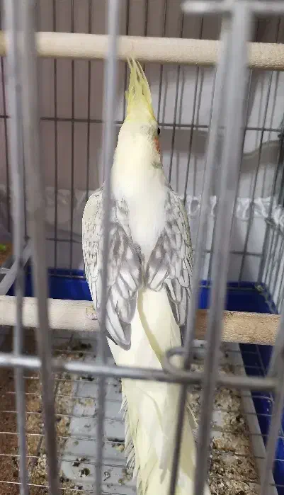 عروس هلندی|پرنده|سقز, |دیوار