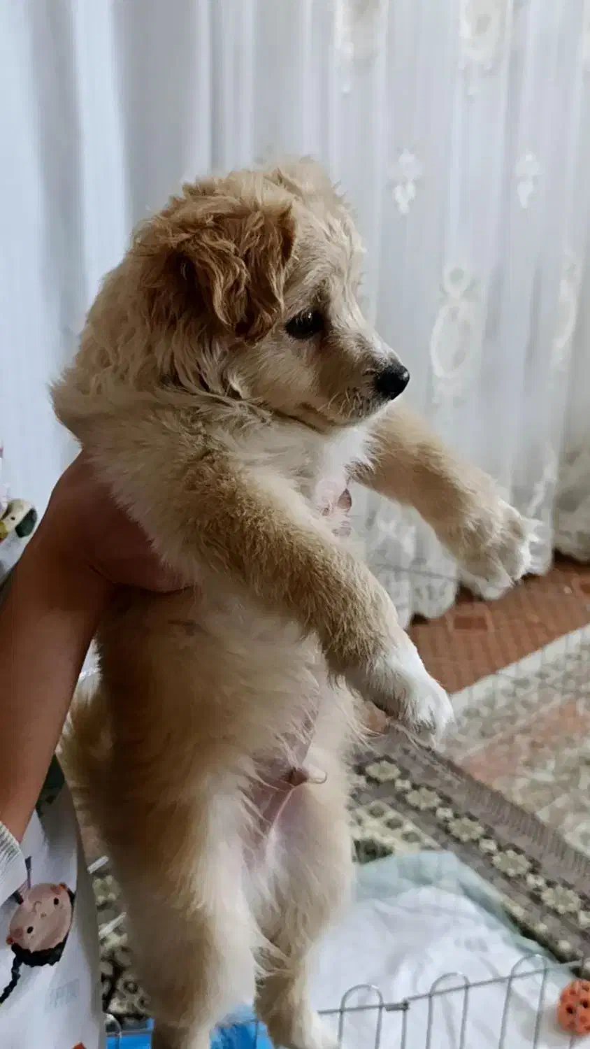 سگ پامر|سگ|اصفهان, خوراسگان|دیوار