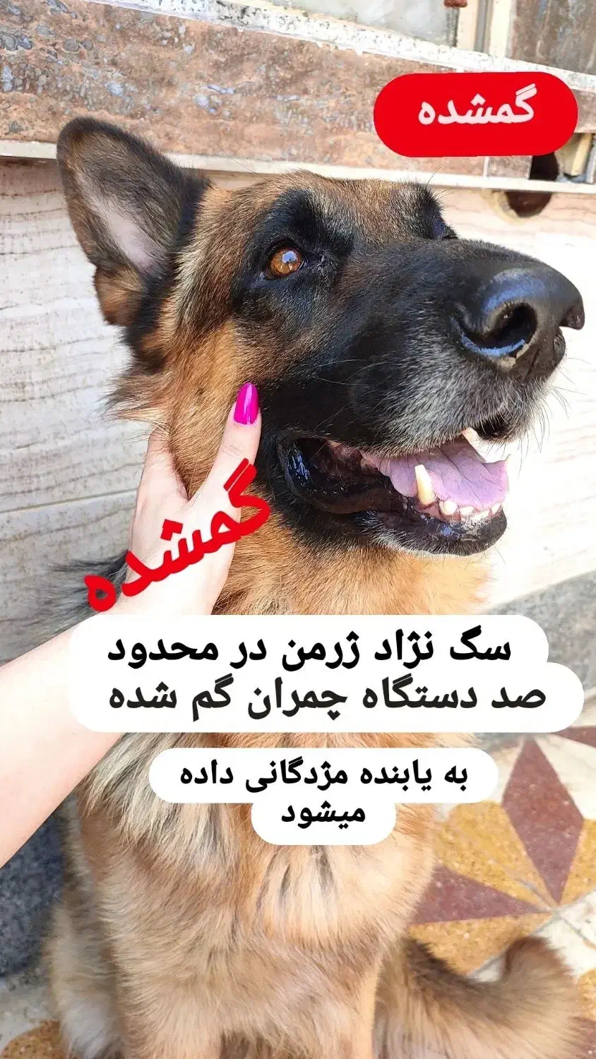 سگ ژرمن گمشده|حیوانات|بندر امام خمینی, |دیوار