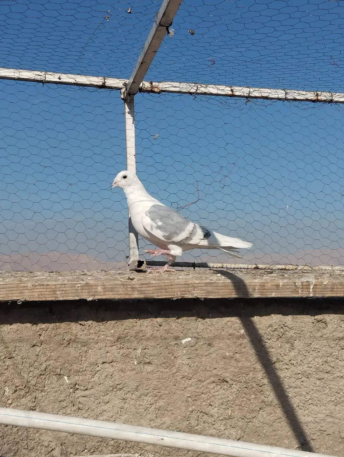 کفتر پلاکی|پرنده|شیراز, شهرک دارایی|دیوار