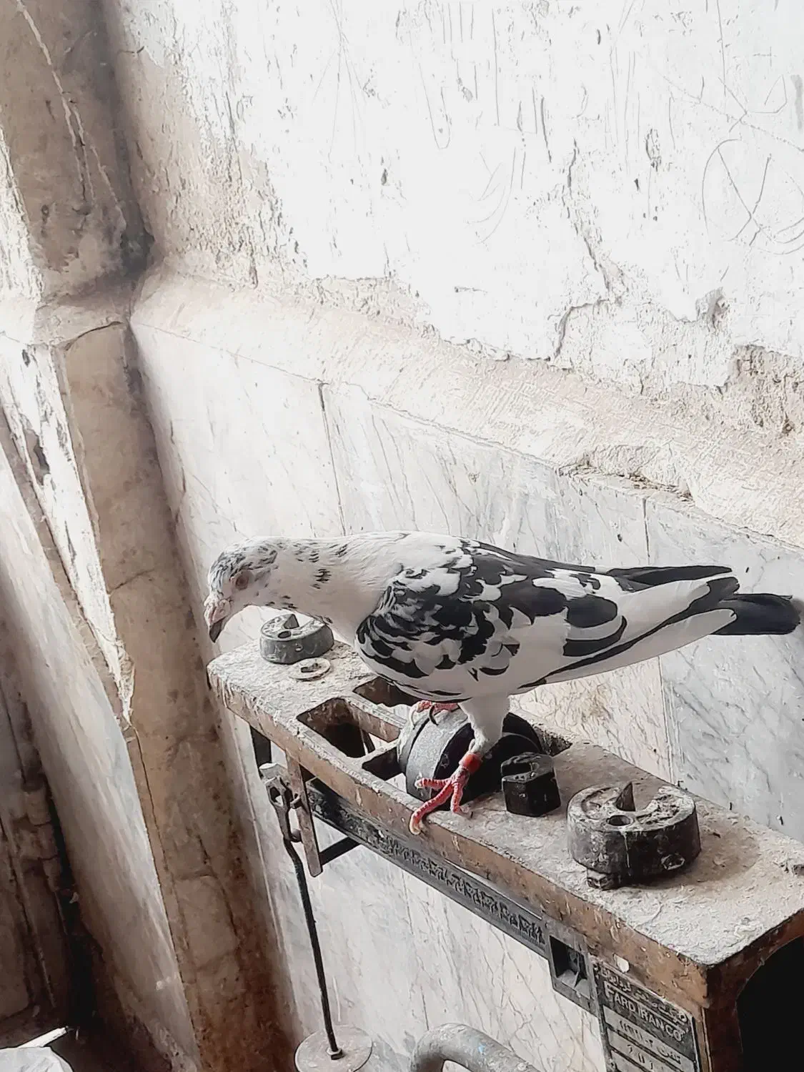 نر فروشی فریمان قابل ارسال|پرنده|فریمان, |دیوار