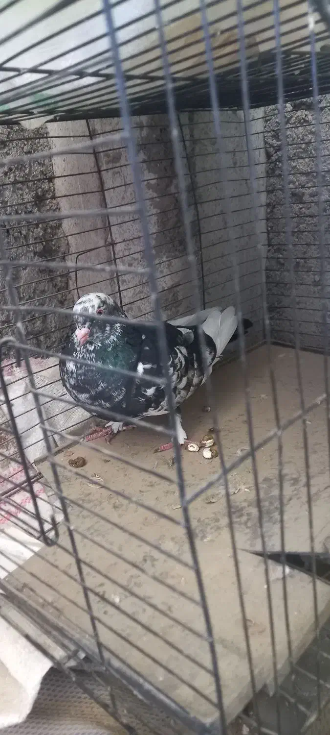 کبوتر پلنگی نرو مادشو نمیدونم|پرنده|بابلسر, |دیوار