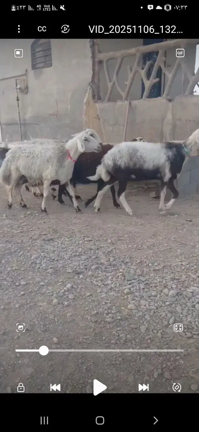 میش بروجردی|حیوانات مزرعه|رشتخوار, |دیوار