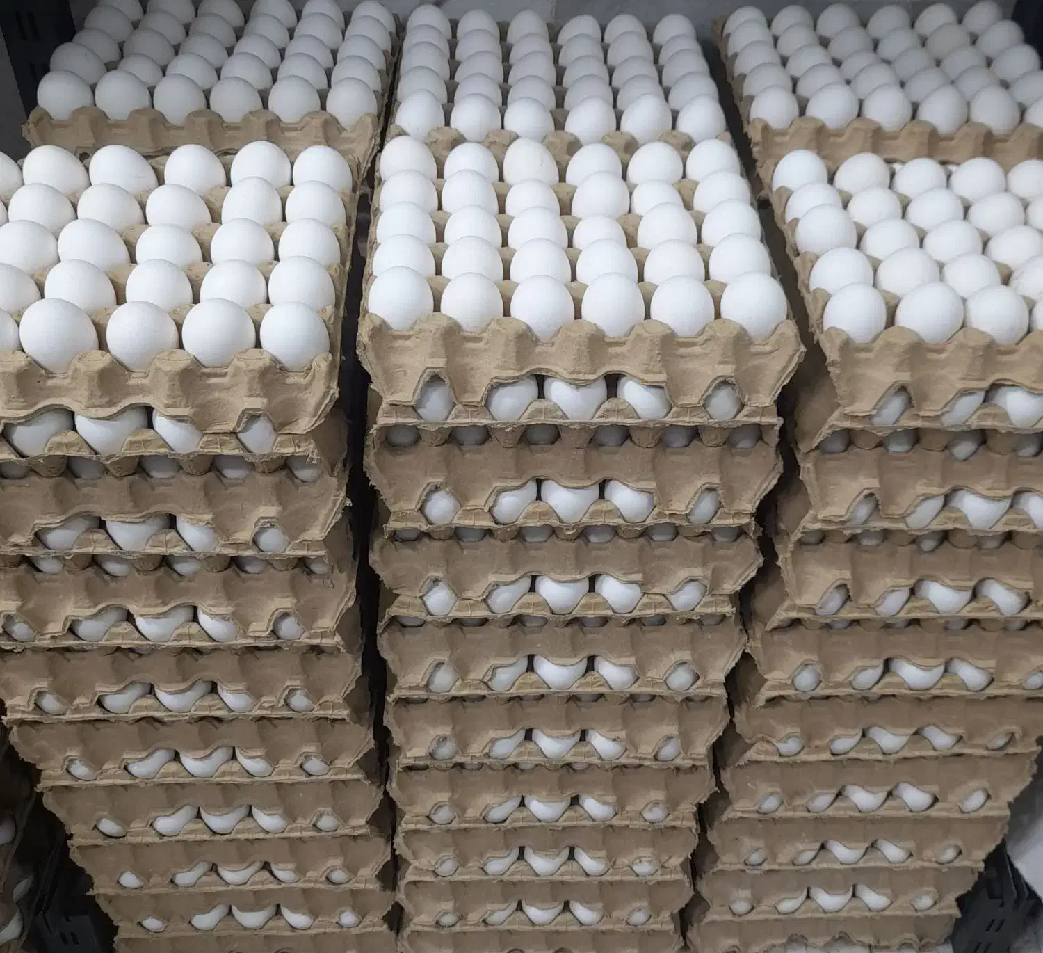 پخش تخم مرغ ساری|خوردنی و آشامیدنی|ساری, |دیوار