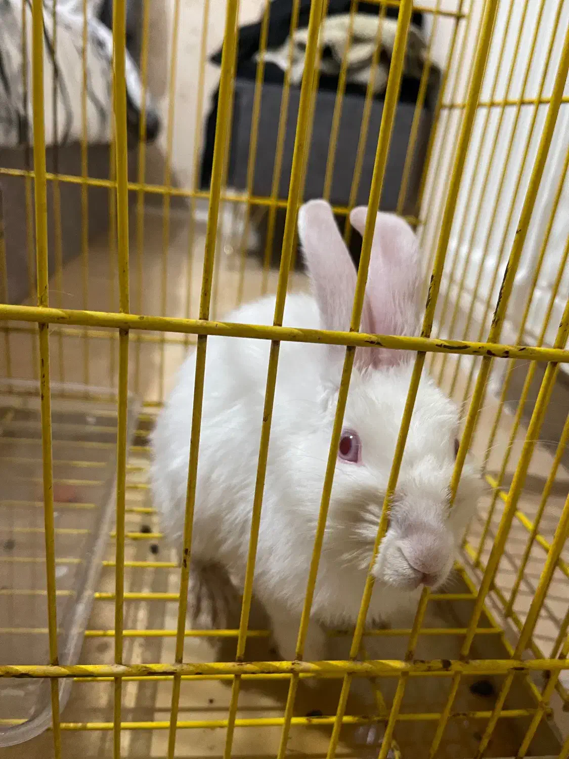 خرگوش|موش و خرگوش|پرند, فاز ۶|دیوار