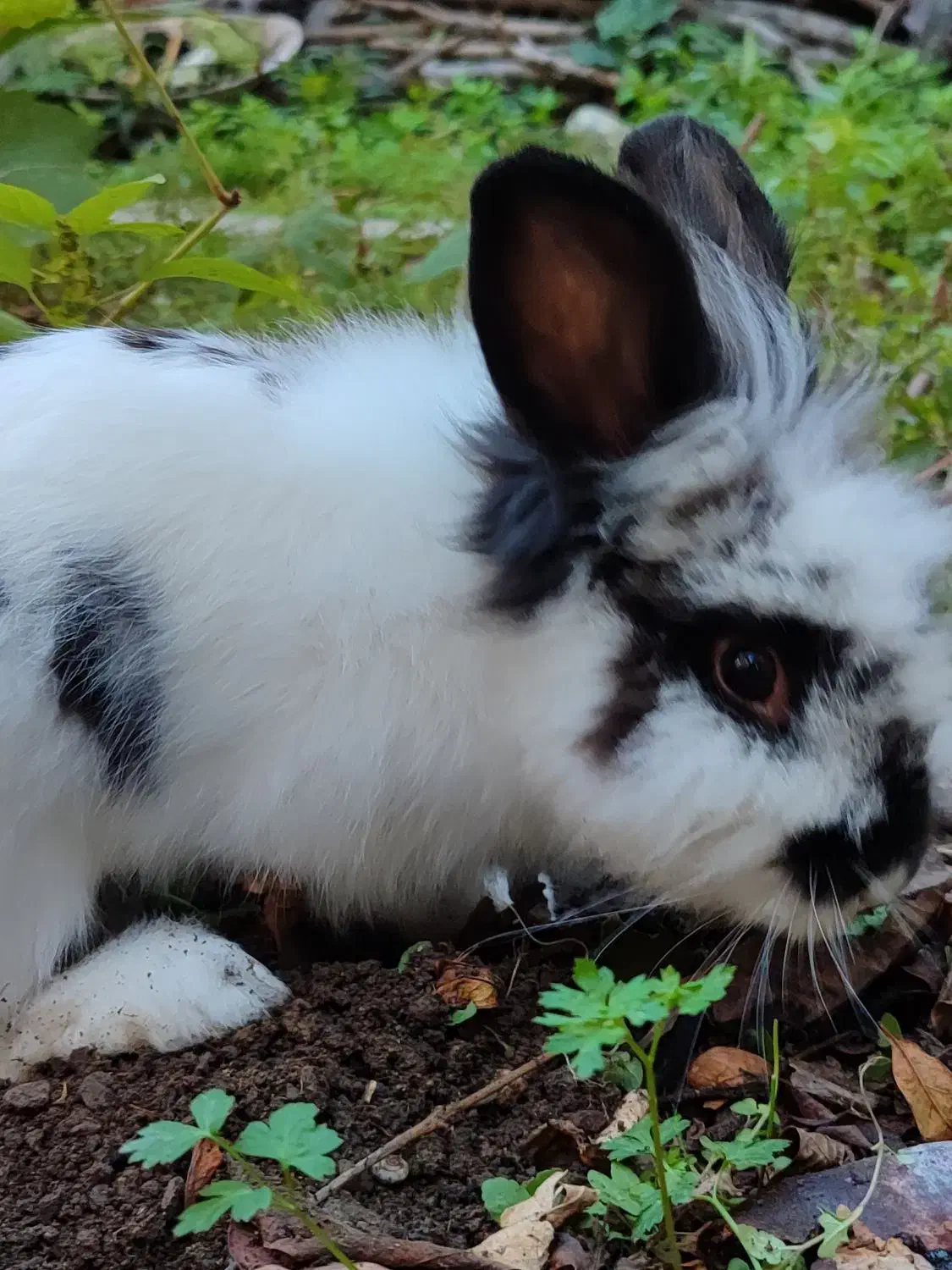 خرگوش لوپ|موش و خرگوش|گرگان, |دیوار