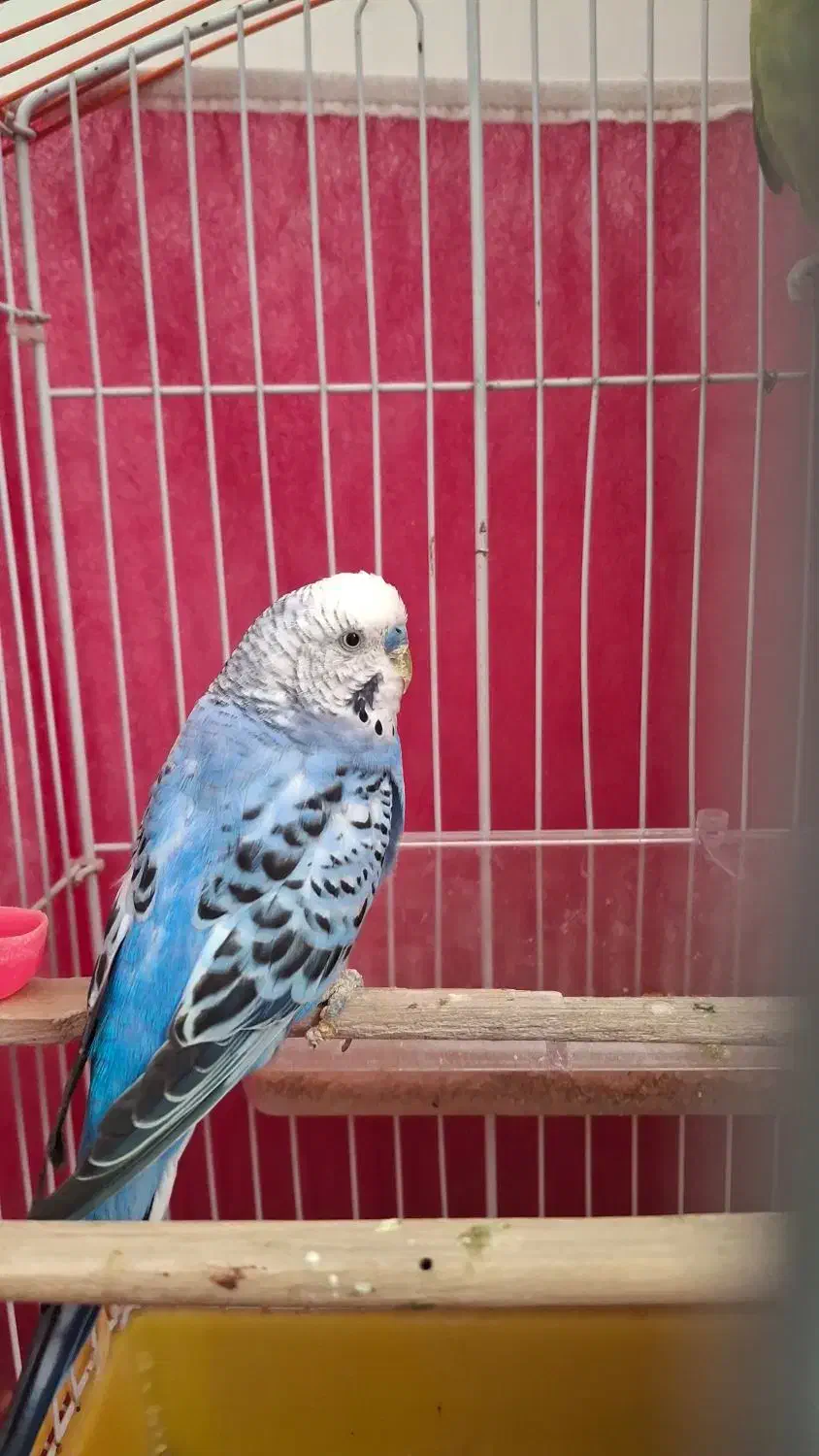 یک جفت مرغ عشق با قفس|پرنده|شاهرود, |دیوار