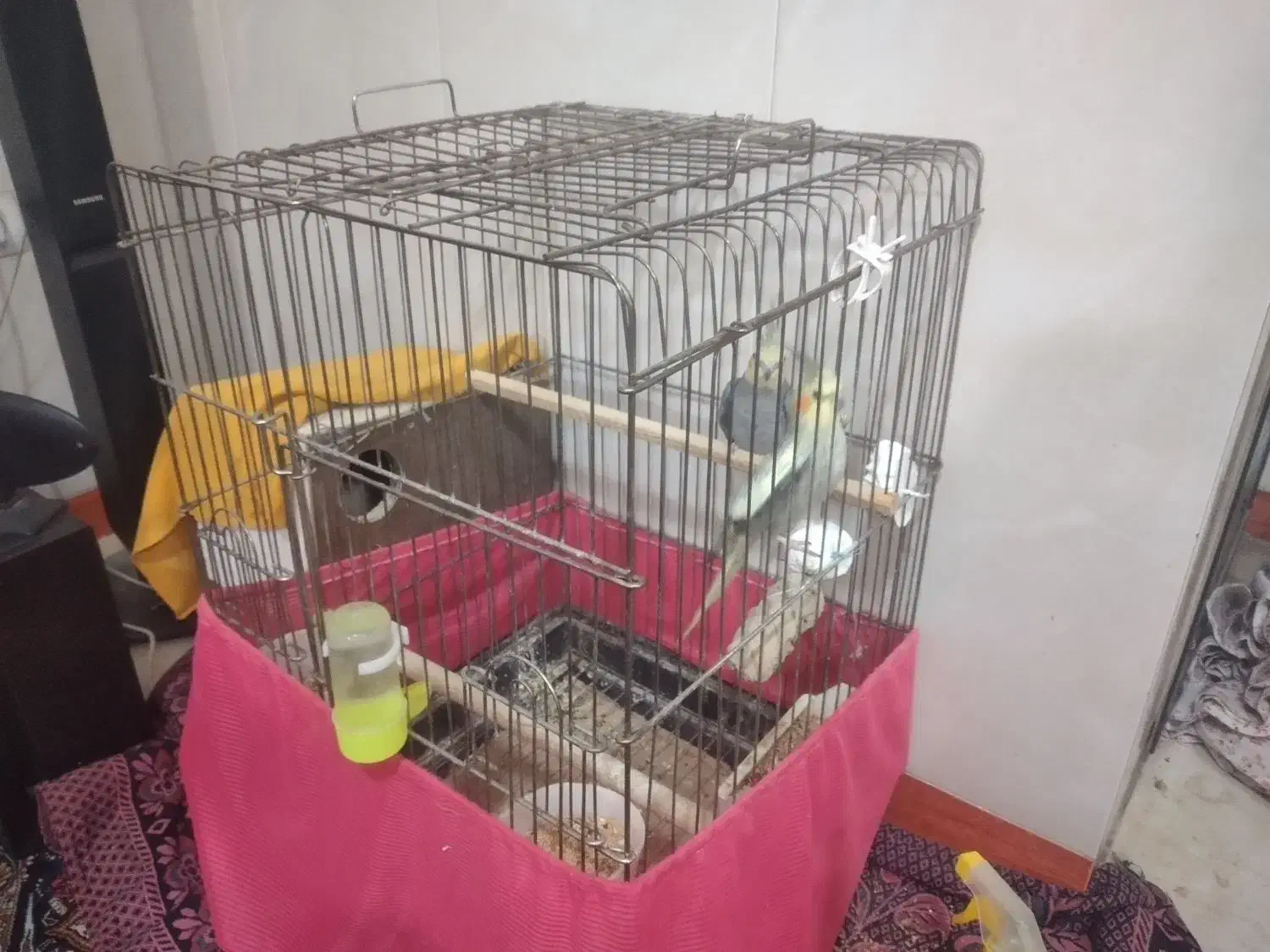 عروس هلندی|پرنده|پاکدشت, پاکدشت (مامازند)|دیوار