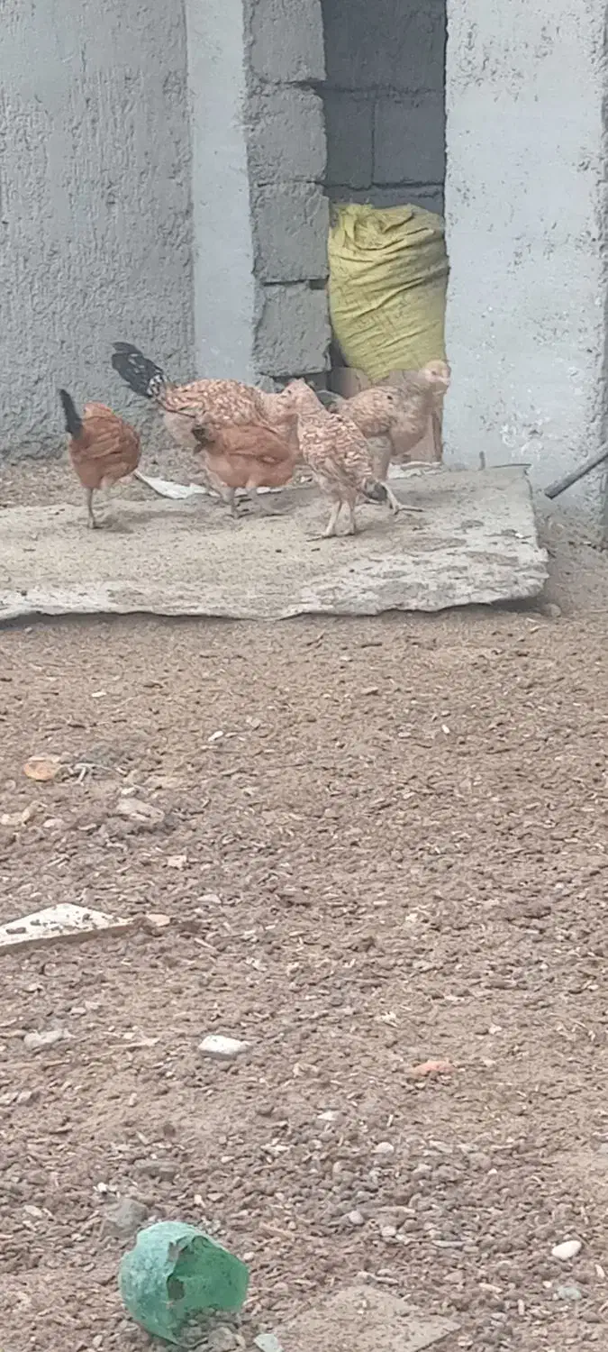 جوجه محلی شوروایی|حیوانات مزرعه|هامون, |دیوار