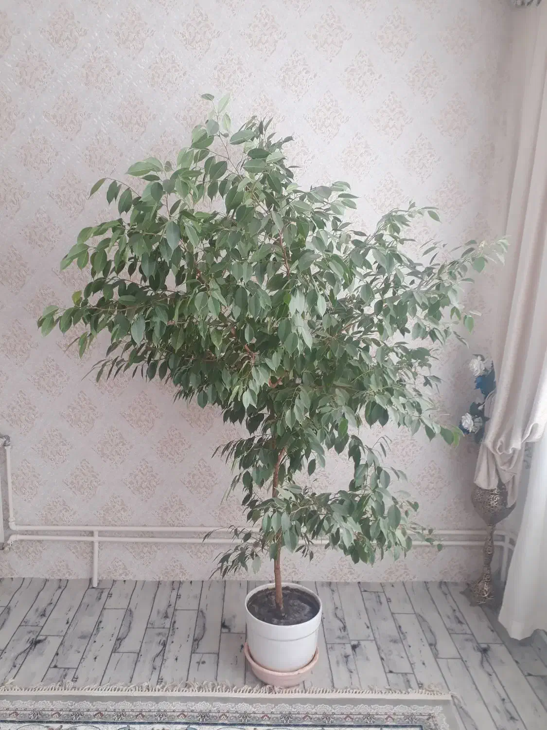 درخت اپارتمانی گل اپارتمانی|گل و گیاه طبیعی|سهند, |دیوار