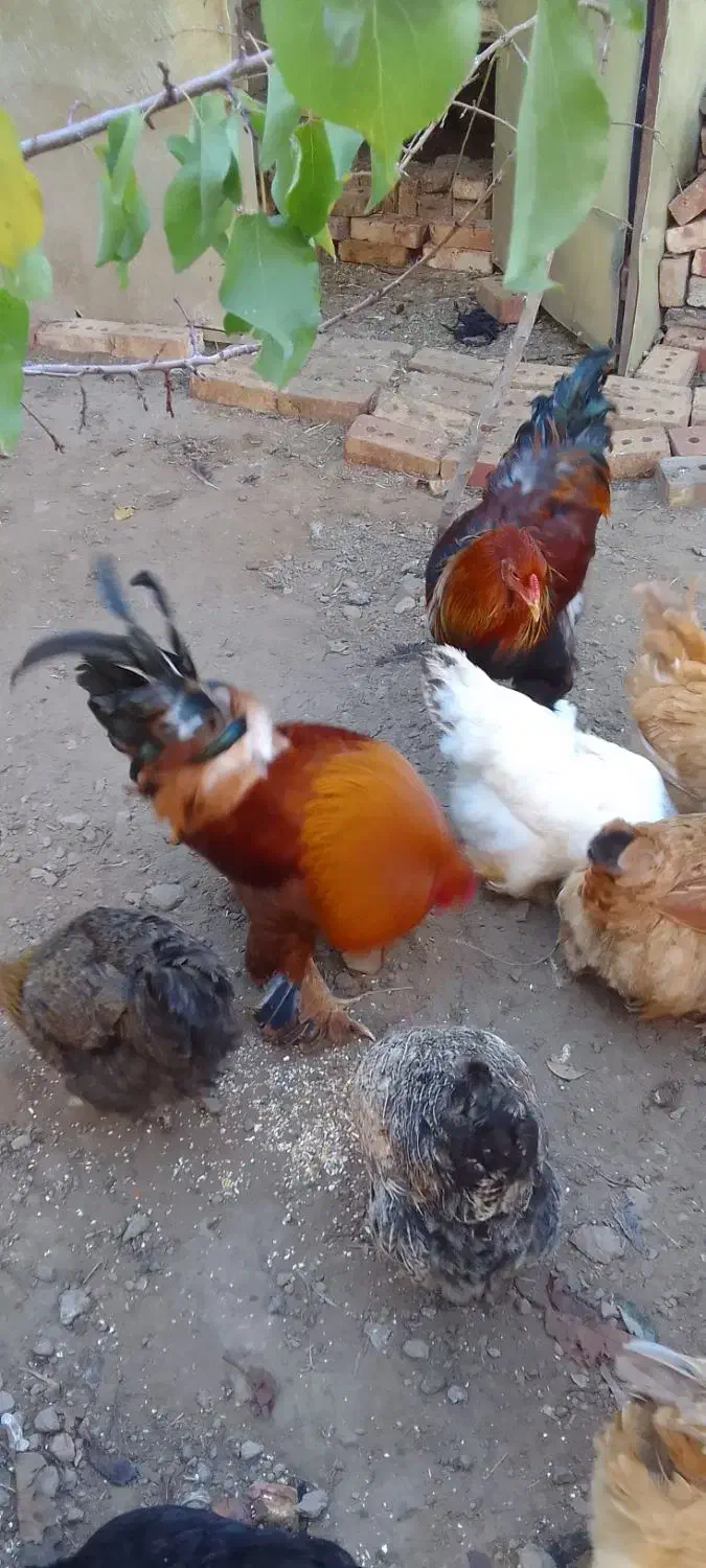 مرغ برهمان|حیوانات مزرعه|مرند, |دیوار