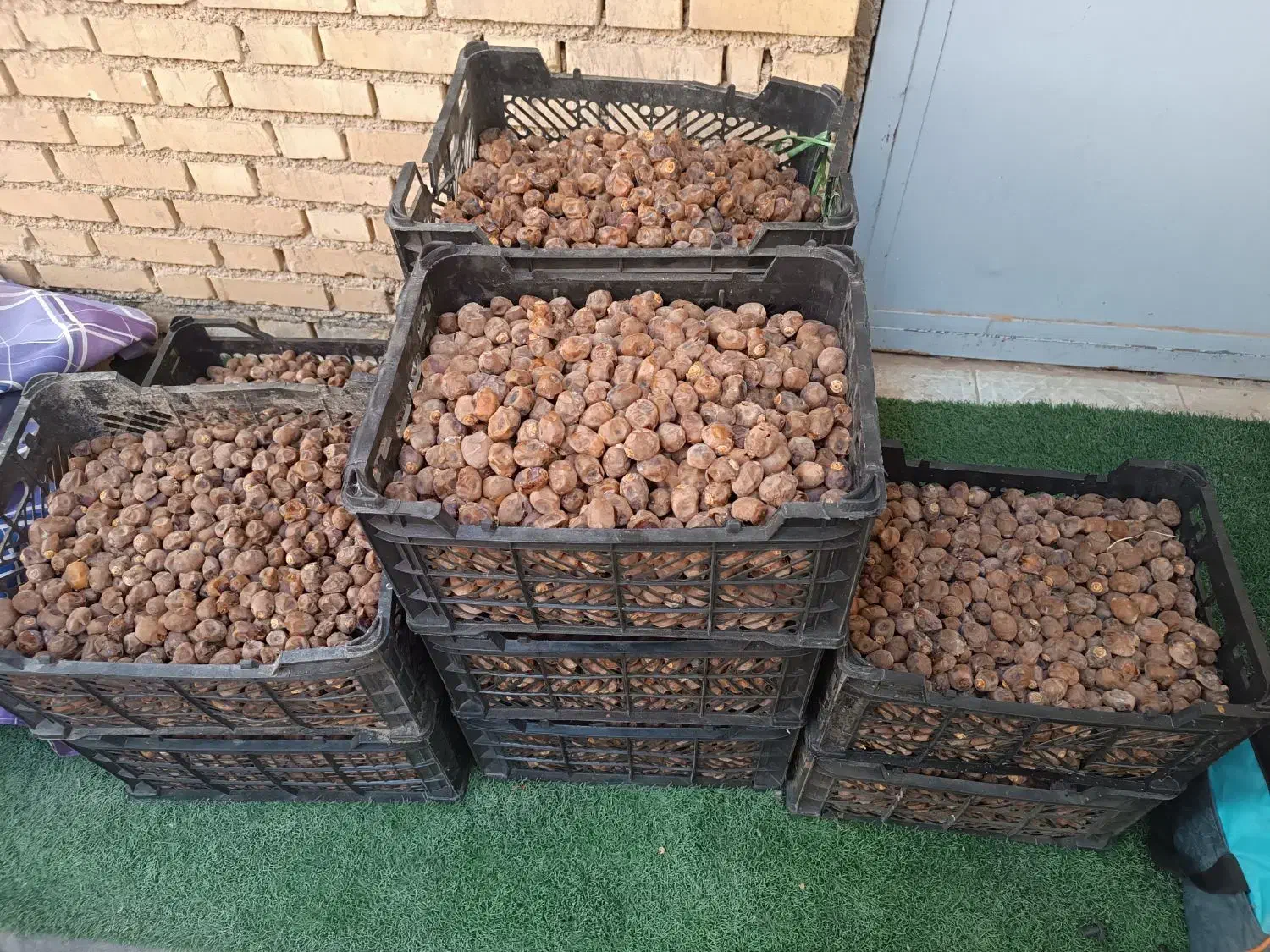 خرمای نخل خانگی برحی|حراج|شادگان, |دیوار
