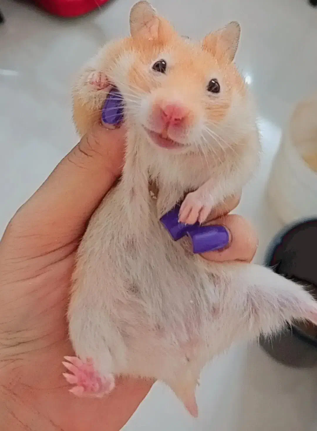 همستر|موش و خرگوش|کازرون, |دیوار