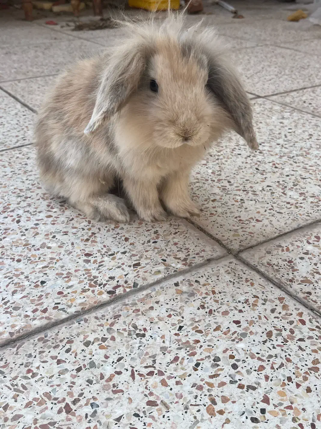 دو عدد خرگوش لوپ|موش و خرگوش|رفسنجان, |دیوار