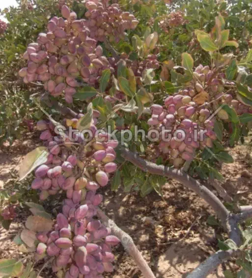 خدمات کاری کود ریزی در باغ و...|خدمات باغبانی و درختکاری|بوئین زهرا, |دیوار