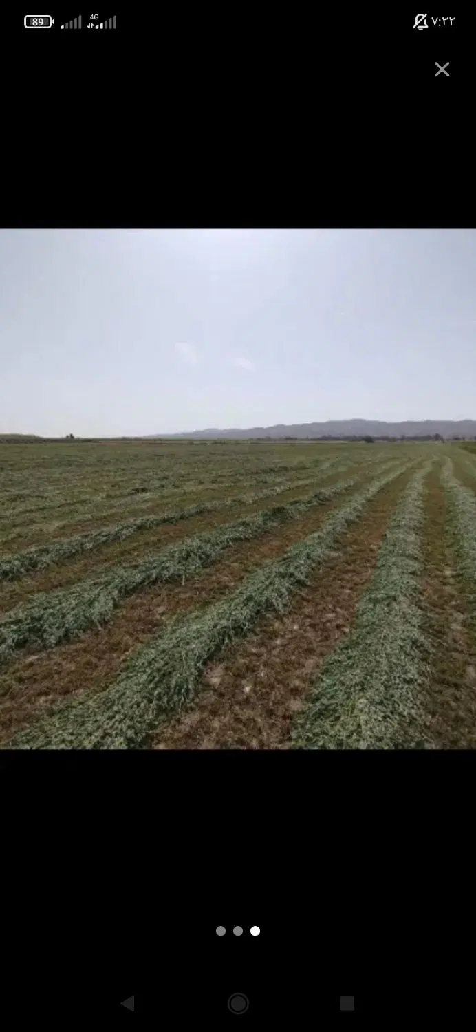 بید سبز|گل و گیاه طبیعی|عنبرآباد, |دیوار