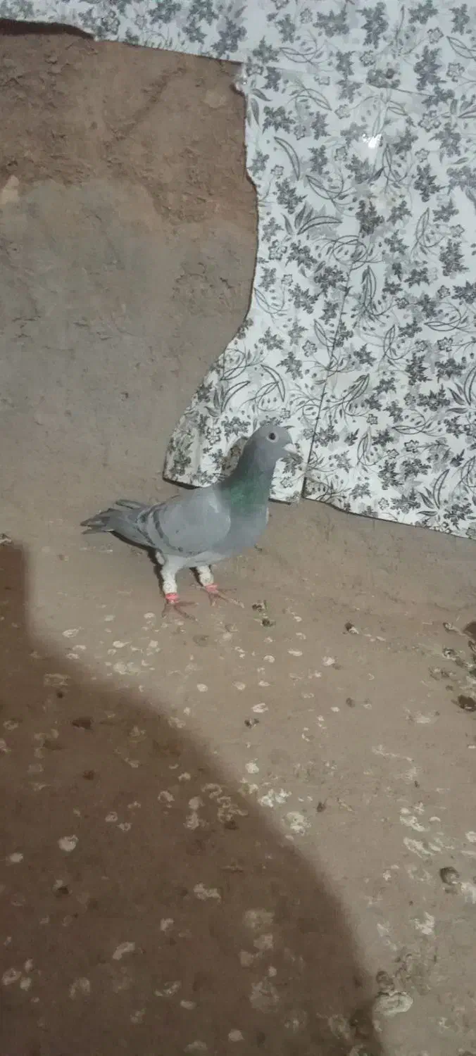 کفتر آلمانی|پرنده|تربت جام, میرقوام الدین|دیوار