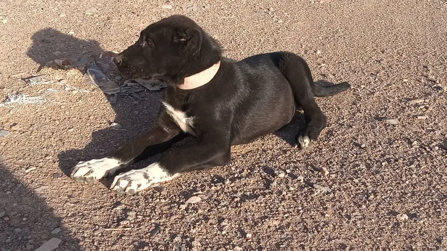 سگ  سرابی ماده|سگ|بیرجند, |دیوار