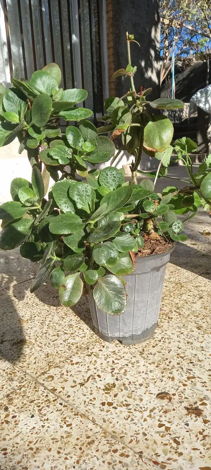 گلدان گل برگ قاشقی و شمعدانی|گل و گیاه طبیعی|فردوس (خراسان), |دیوار