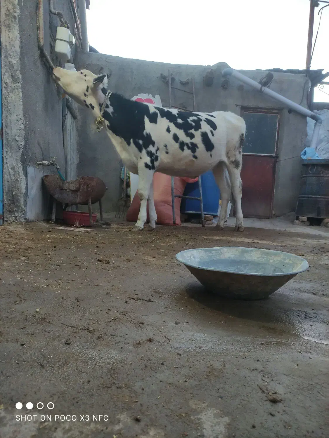 گاو  .گوساله  پروری بهترین خوراک گوشتی مال قصاب|حیوانات مزرعه|تبریز, |دیوار