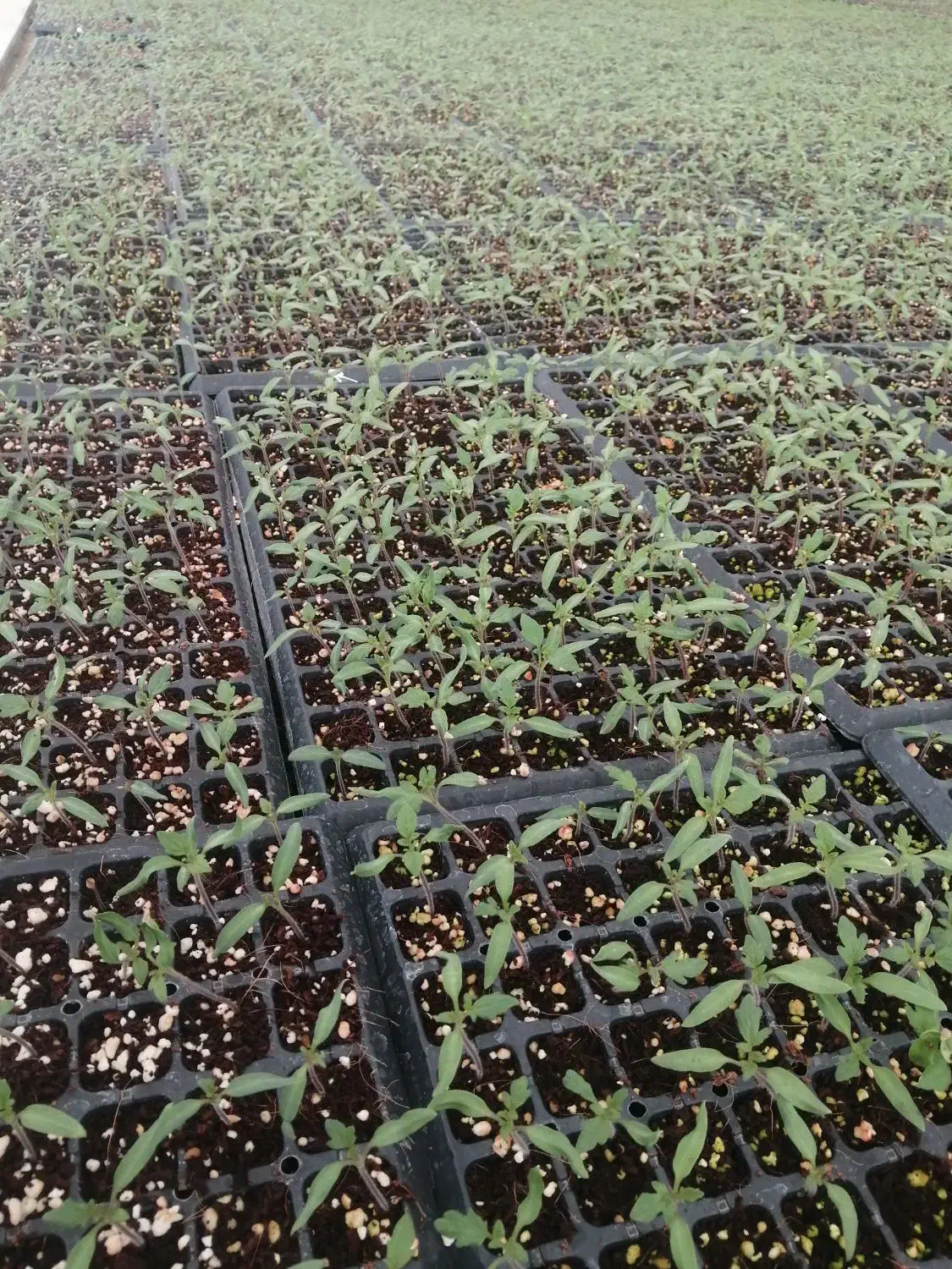 نشاگوجهفرنگی بدرو وبریویو دستگیردریافت سفارش کاشت|خدمات باغبانی و درختکاری|مرودشت, تخت جمشید|دیوار