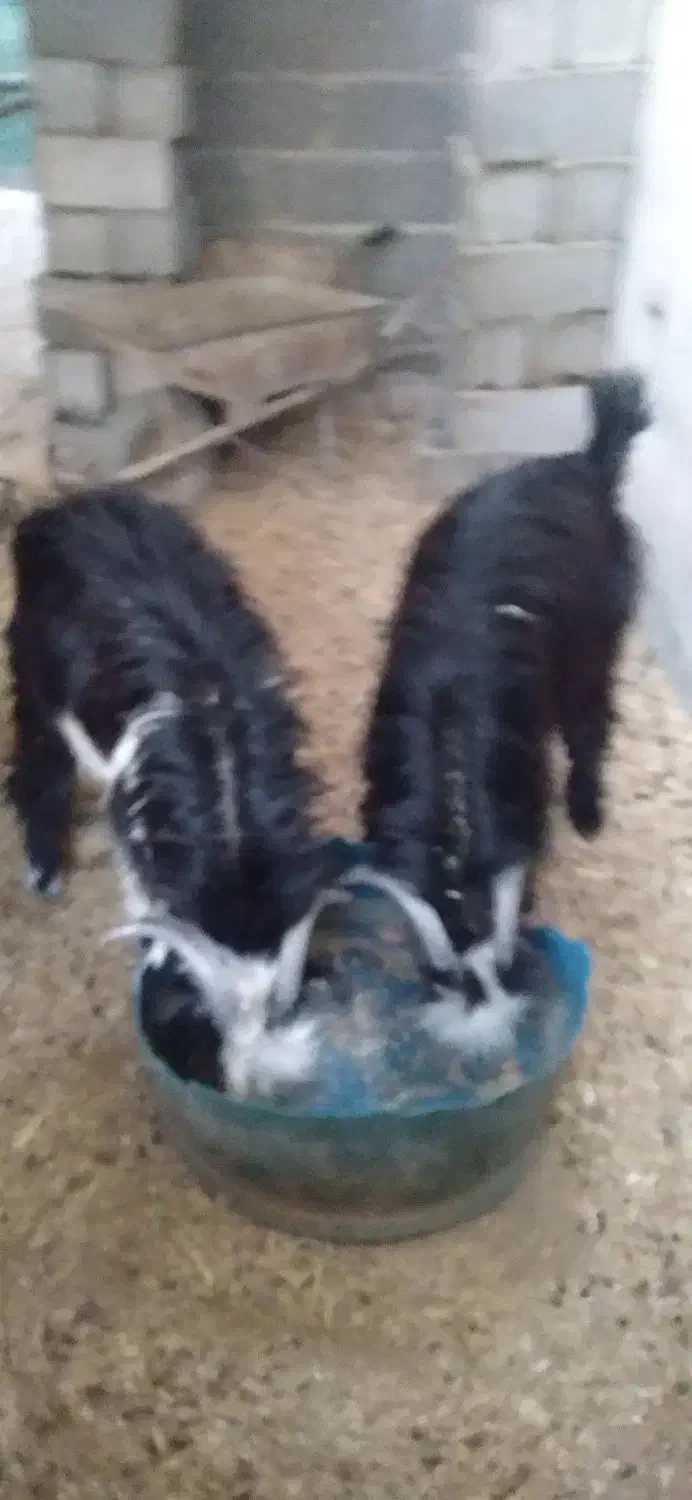 کرع|حیوانات مزرعه|باغ ملک, |دیوار