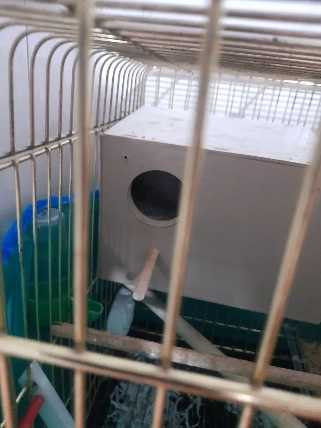 کوتوله بریزیلی نرو ماده|پرنده|قم, شهرک فاطمیه|دیوار