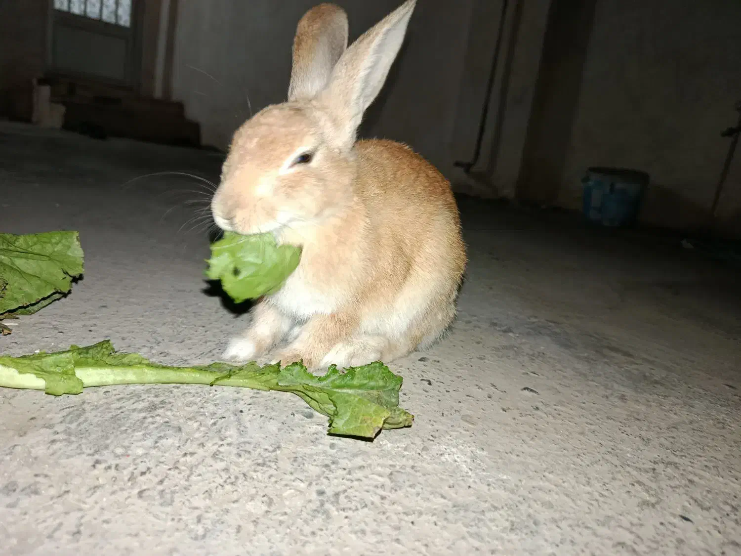 خرگوش خوش رنگ|موش و خرگوش|گنبد کاووس, |دیوار