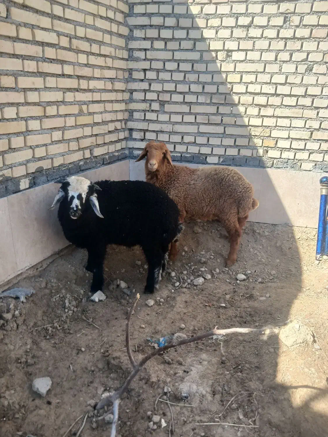 بره نر|حیوانات مزرعه|شادگان, |دیوار