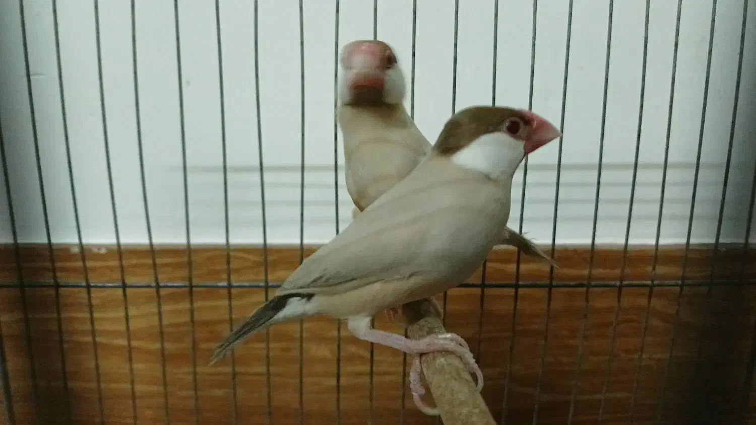 فنچ نرگسی شکلاتی جوان به شرط جوجه درجه 1|پرنده|کرج, شهرک رازی (حصارک)|دیوار