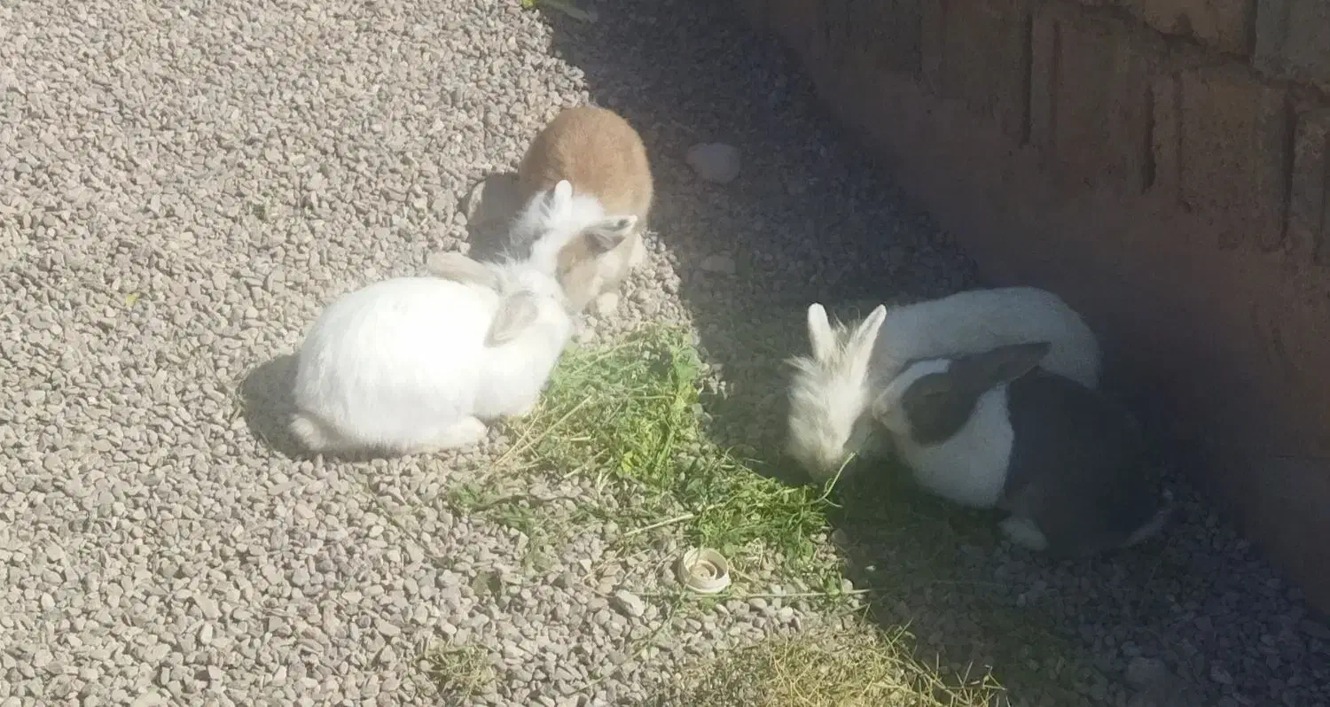 فروش خرگوش وسگ نگهبان|سگ|کرمان, |دیوار