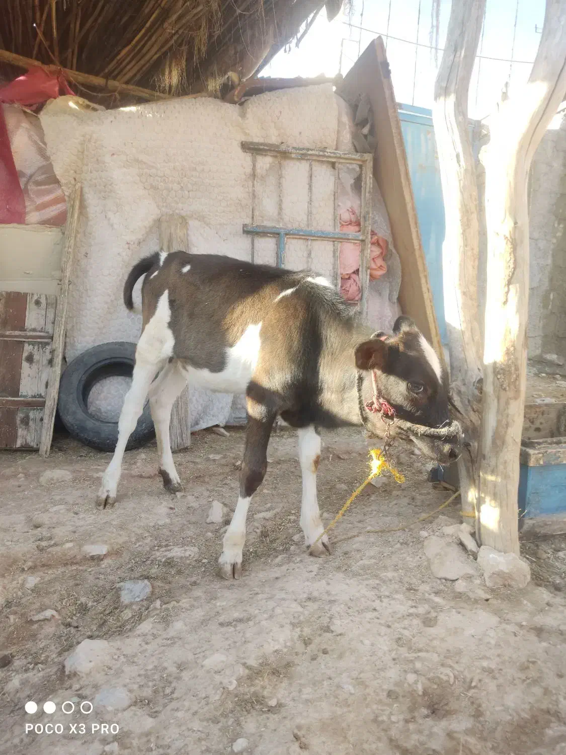 گاو و گوساله|حیوانات مزرعه|سرپل ذهاب, |دیوار