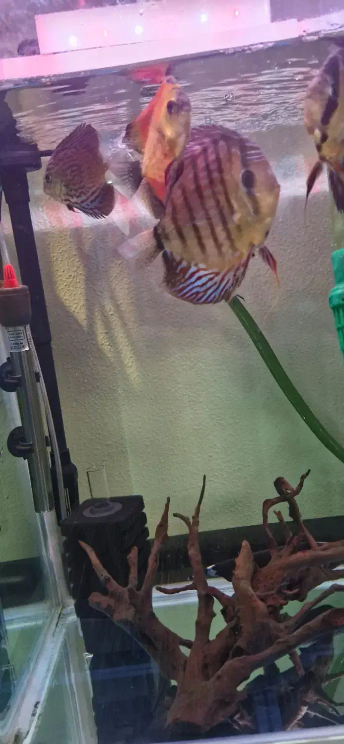 فروش ماهی دیسکس|ماهی|شاهین‌شهر, نبوت|دیوار