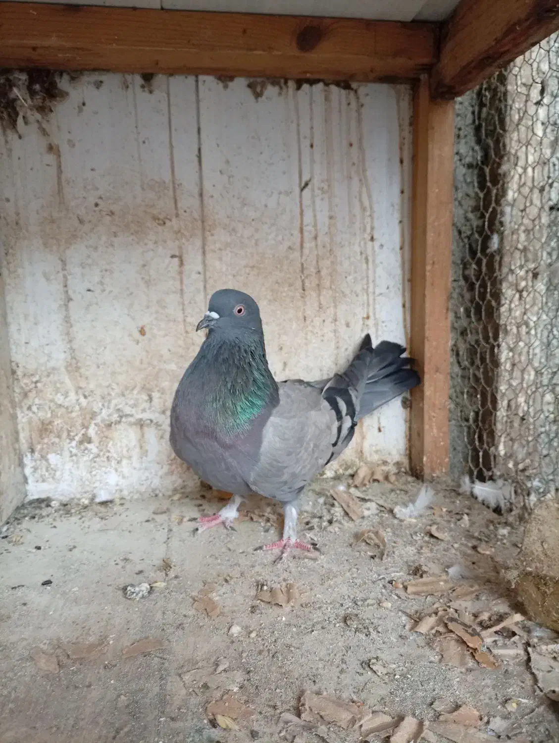 کبوتر غریب کشی|پرنده|جویبار, |دیوار