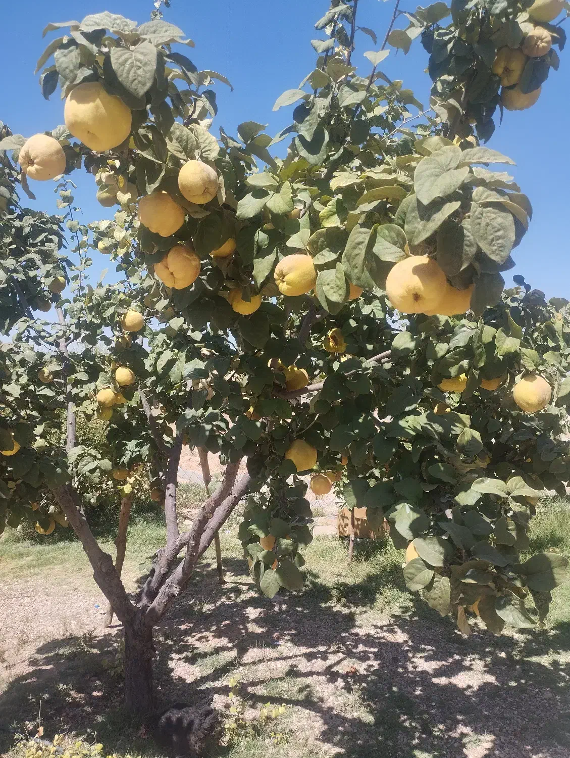 میوه به طبیعی|خوردنی و آشامیدنی|شیراز, کودیان|دیوار