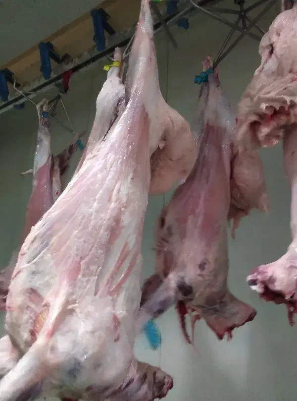 سلام عرضه مستقیم گوشت بره نرینه .کله پاچه وجیگر|خوردنی و آشامیدنی|تربت جام, میان جام|دیوار