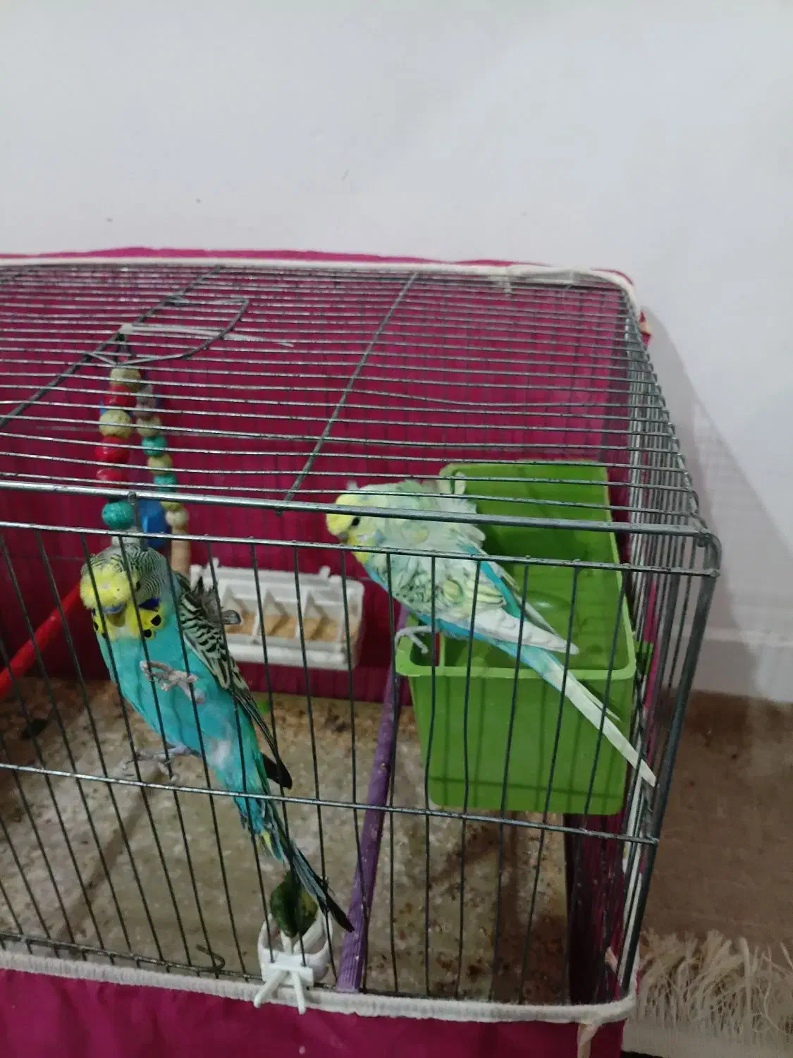 مرغ عشق پروانه ای معاوضه|پرنده|اهواز, سپیدار|دیوار