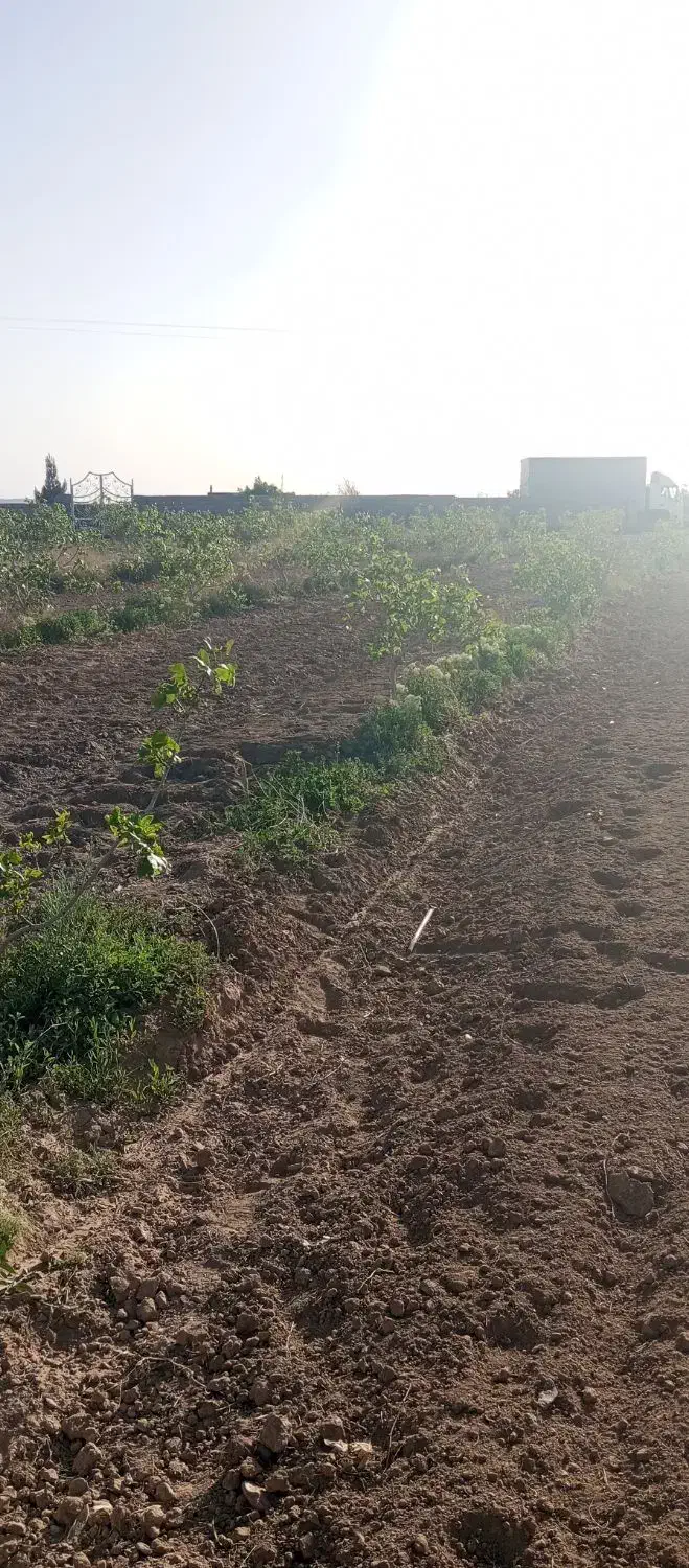 باغ پسته بینالود 3000متر 50دقیقه آب چاه|فروش دفتر صنعتی، کشاورزی، تجاری|ملک‌آباد, |دیوار