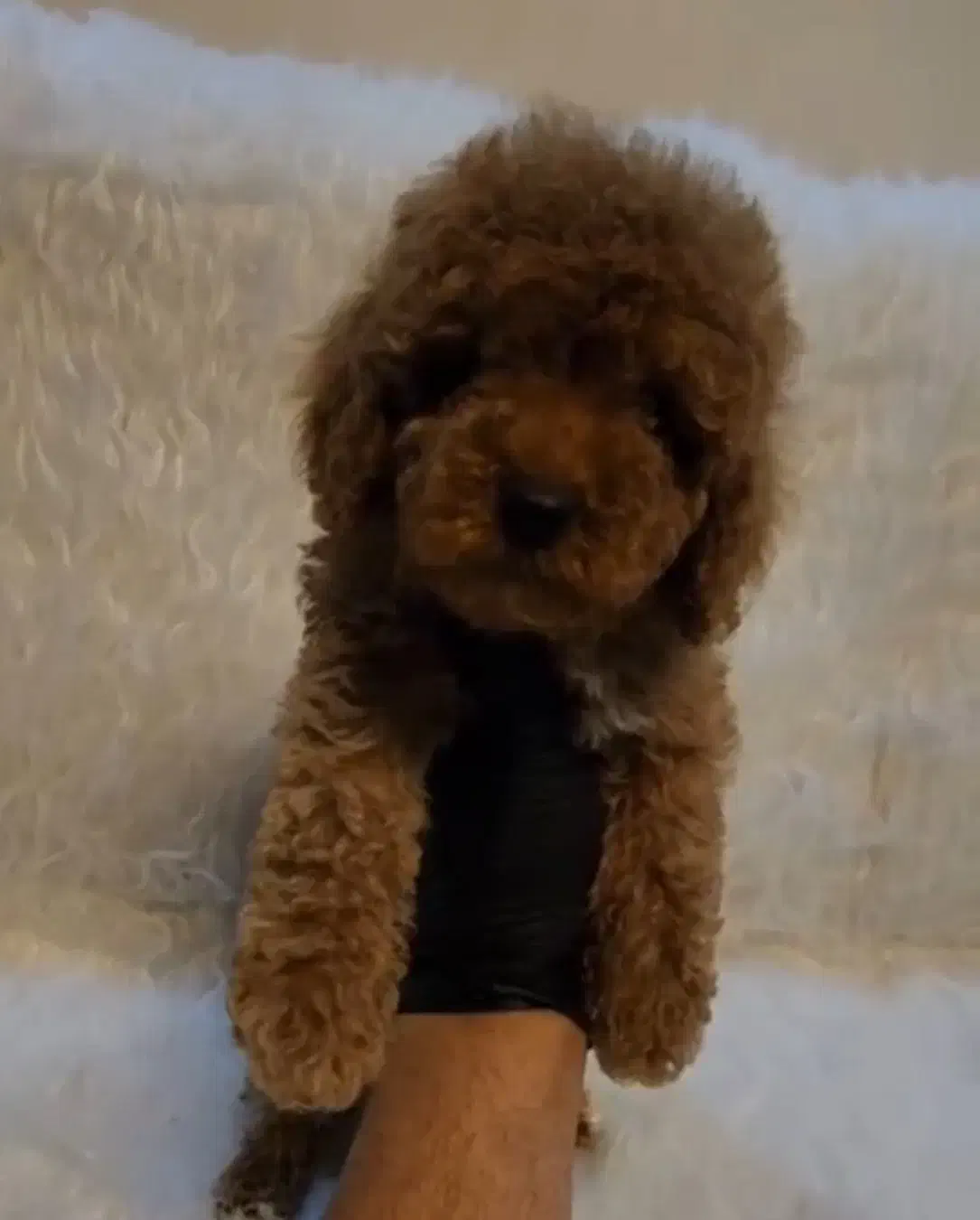 توی پودل فرفری رد|سگ|رشت, گلباغ نماز|دیوار