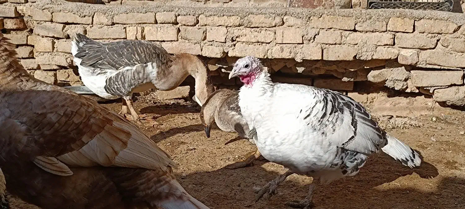 بوقلمون جوان|پرنده|جوین, |دیوار