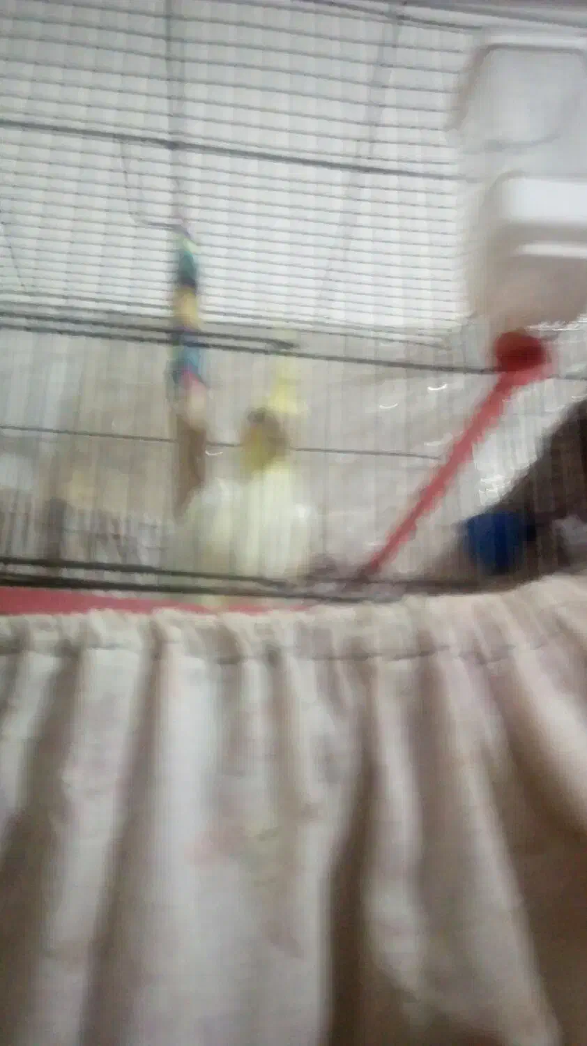 عروس هلندی وگربه ومرغ عشق|پرنده|تفت, |دیوار