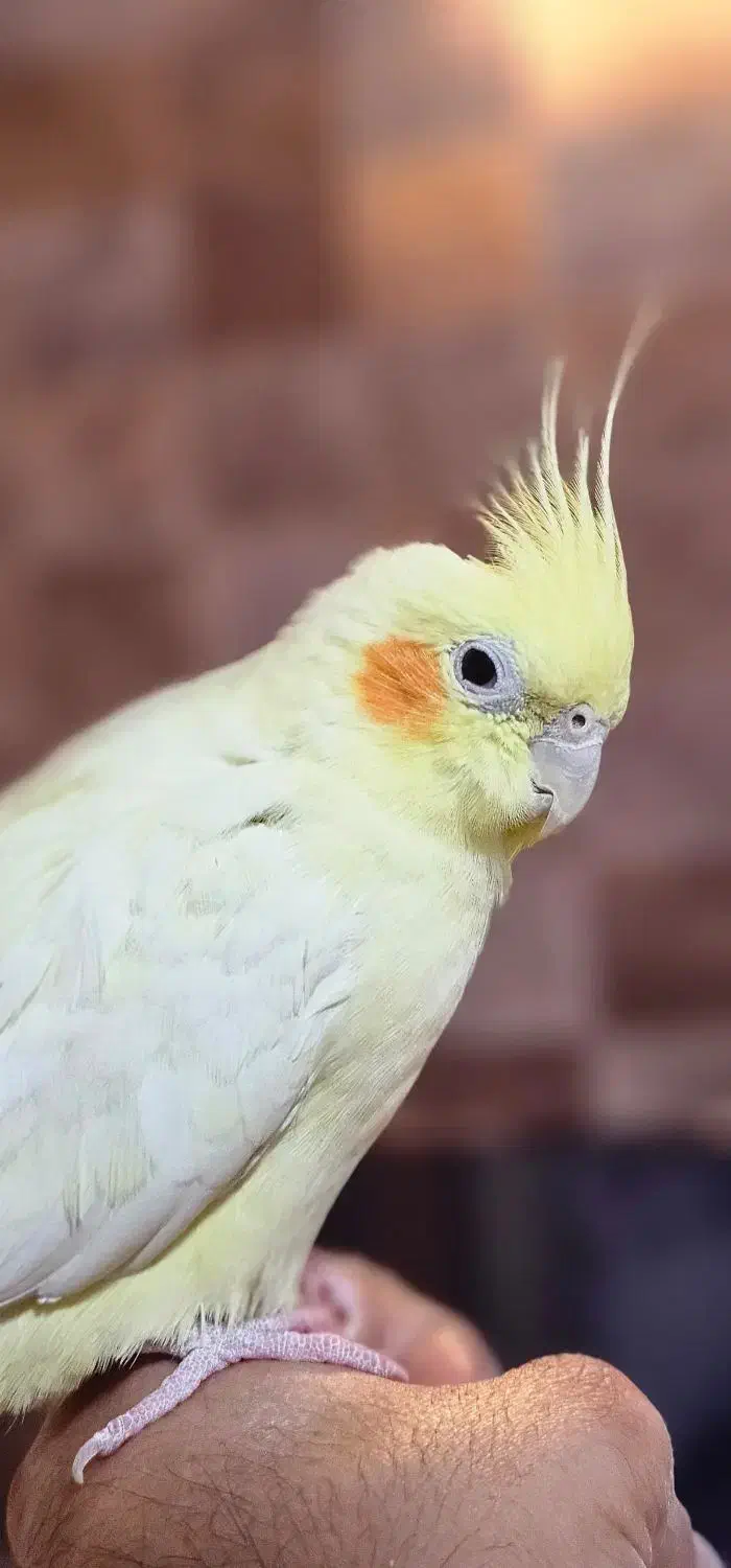 عروس هلندی پاریس گرینچیک مرغ عشق ملنگو|پرنده|شاهین‌شهر, فردوسی|دیوار