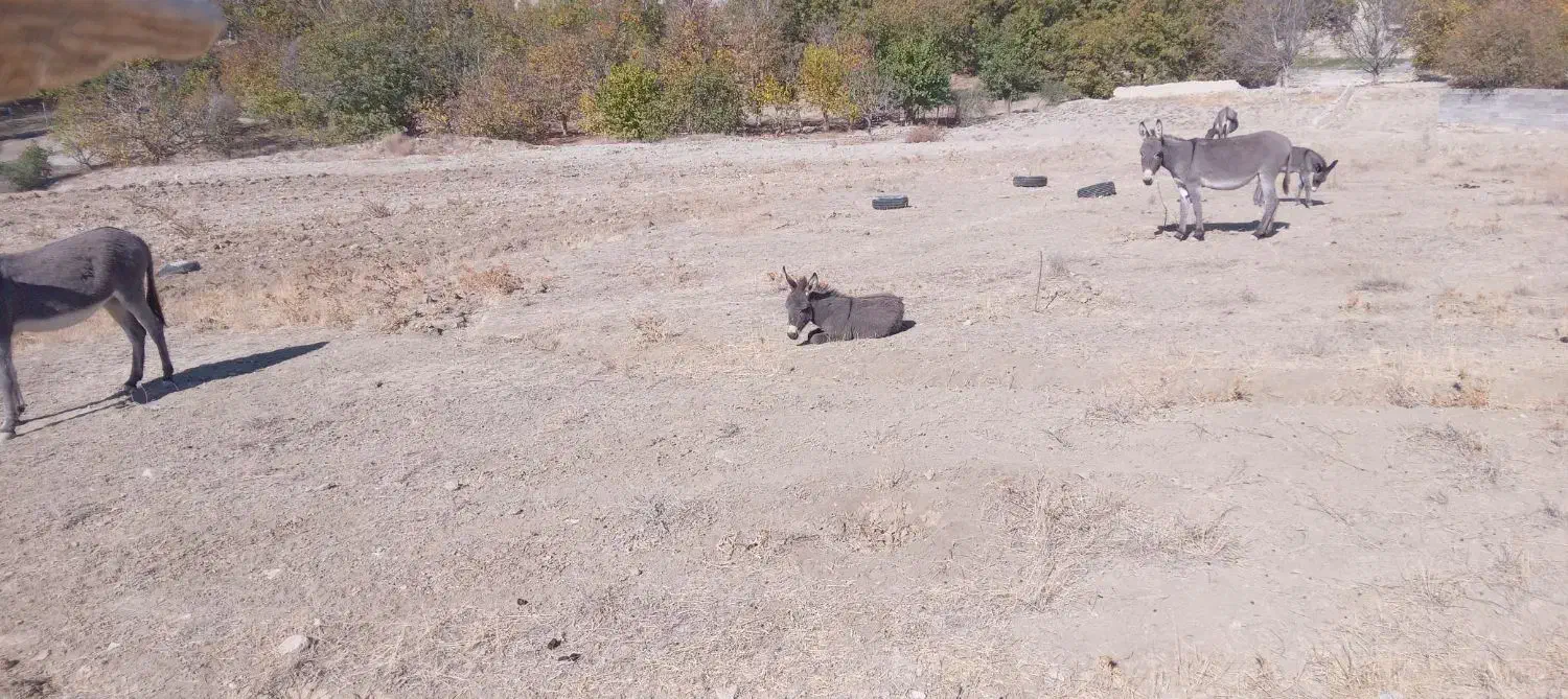 کره خر ۵ ماهه ماده|حیوانات مزرعه|شیروان (خراسان), |دیوار