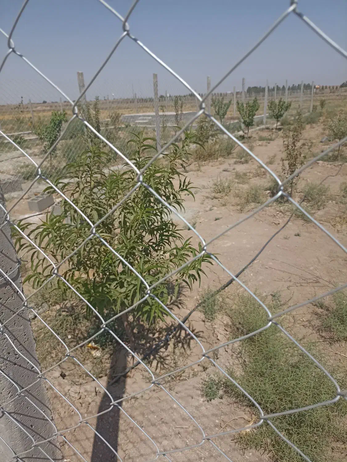 ۲قطعه باغچه۵۰۰متری خوش قواره (نظرآبادکرج نجم آباد)|فروش زمین و ملک کلنگی|شهریار, شهرک شاهد|دیوار